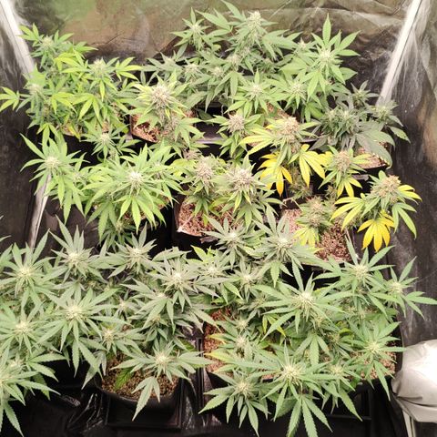 Shark Shock CBD growlog timeline photo