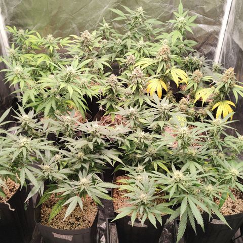 Shark Shock CBD growlog timeline photo
