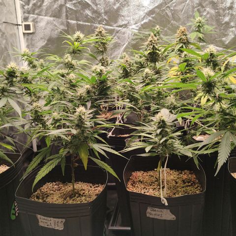Shark Shock CBD growlog timeline photo