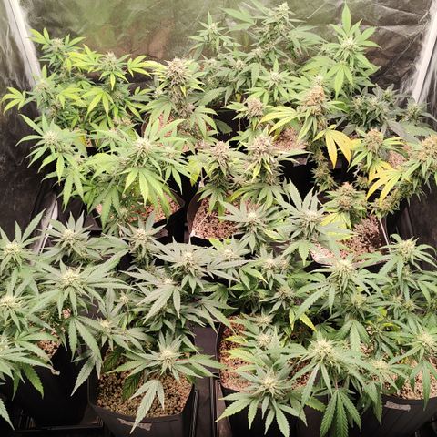 Shark Shock CBD growlog timeline photo