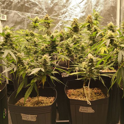 Shark Shock CBD growlog timeline photo