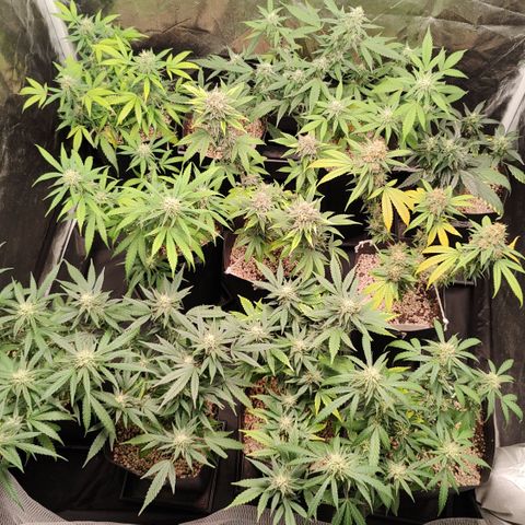 Shark Shock CBD growlog timeline photo
