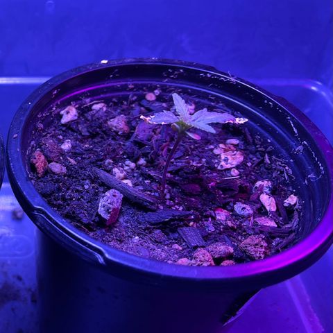 Jane growlog timeline photo