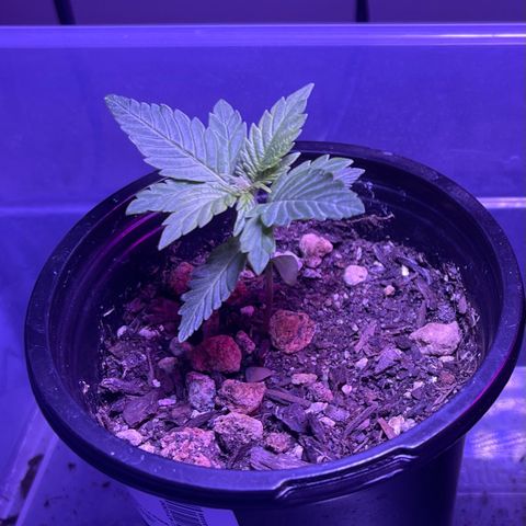 Mary growlog photo: Growing everyday 