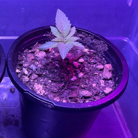 Jane growlog timeline photo