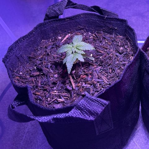 Mary growlog photo: After transplant. Roots were coiled all around small pot. Nice! 