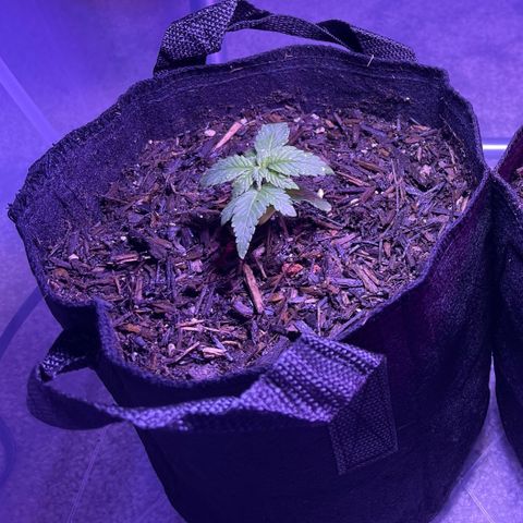 Mary growlog timeline photo