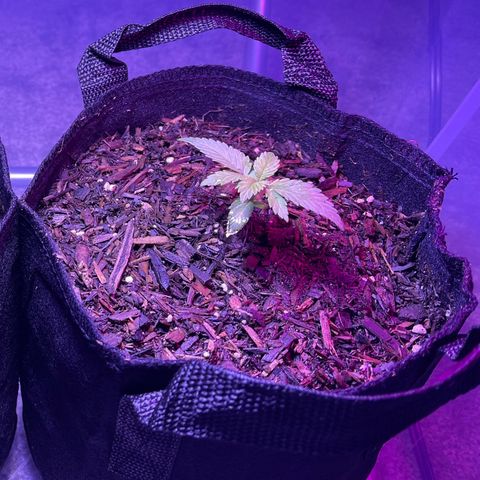 Jane growlog photo: After transplant. Roots coming out of bottom of small pot. Very happy 