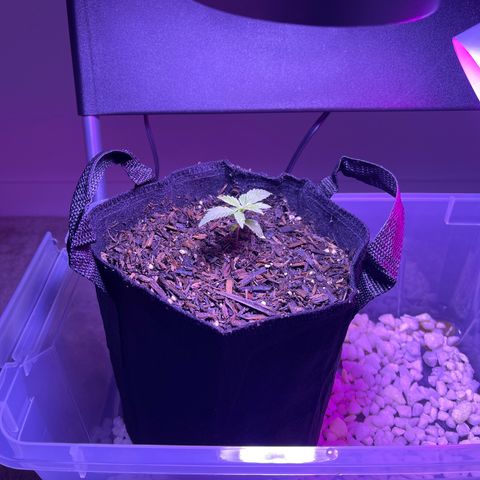 Jane growlog timeline photo
