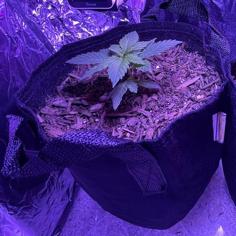 Mary growlog photo: Growing