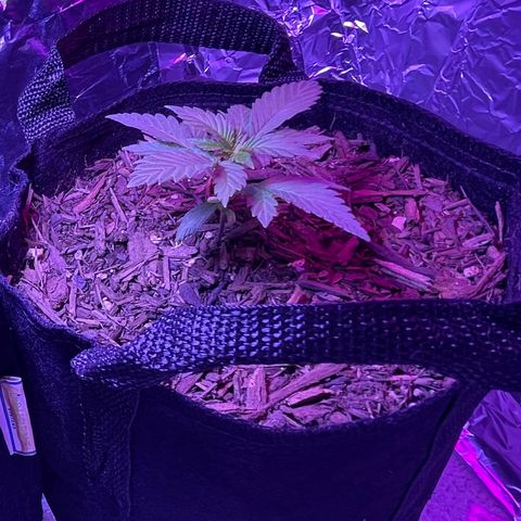 Jane growlog timeline photo