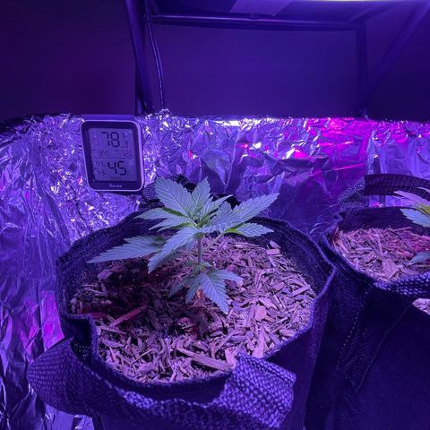 Mary growlog timeline photo