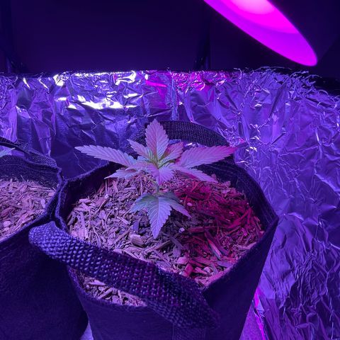 Jane growlog timeline photo