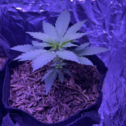 Jane growlog photo: Growing big so fast! With very minimal nutrient provisions 