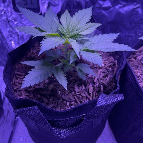 Mary growlog timeline photo