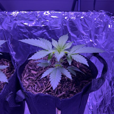 Jane growlog timeline photo
