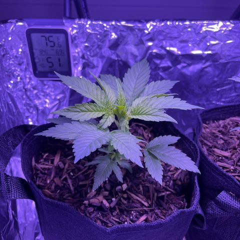 Mary growlog timeline photo