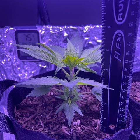 Mary growlog photo: Measuring roughly 5”