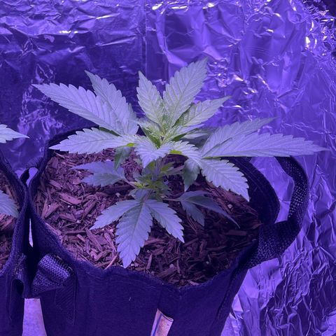 Jane growlog timeline photo