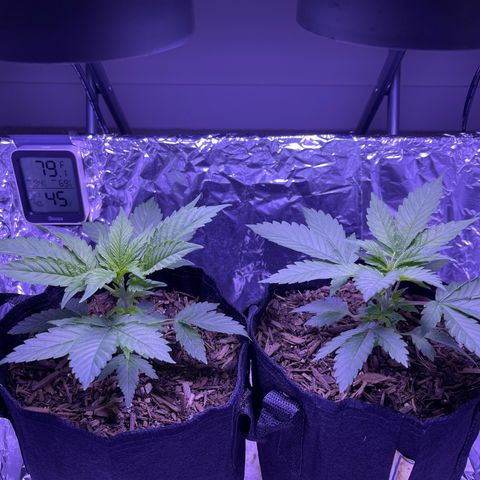 Jane growlog timeline photo