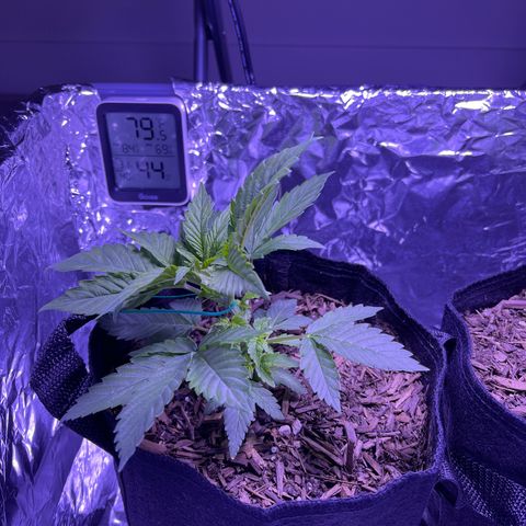 Mary growlog photo: Started LST