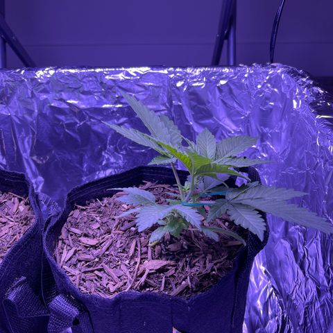 Jane growlog photo: Started LST