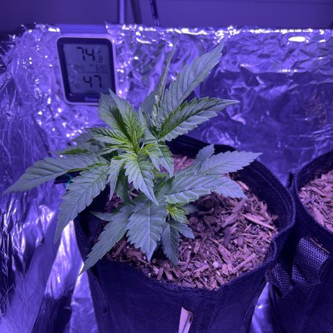 Mary growlog photo: LST 