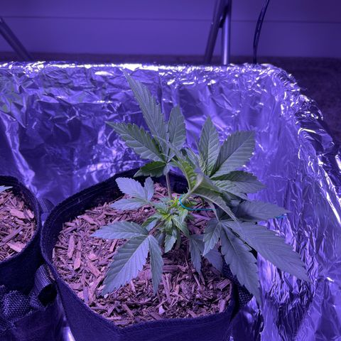 Jane growlog photo: LST