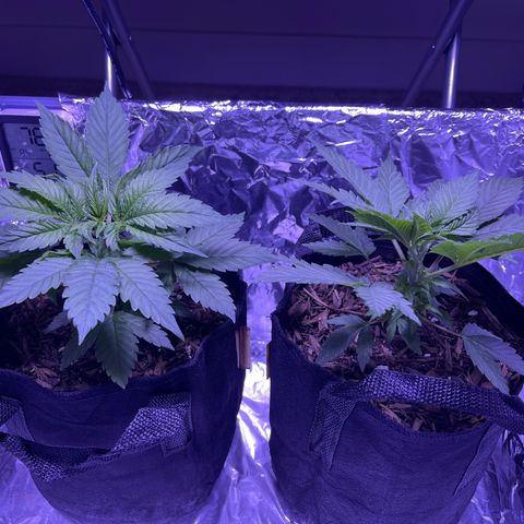 Jane growlog timeline photo
