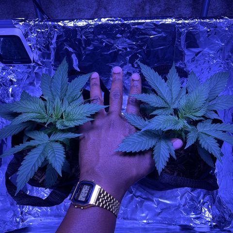 Jane growlog timeline photo