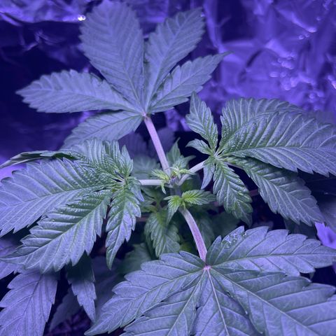 Jane growlog photo: Topped