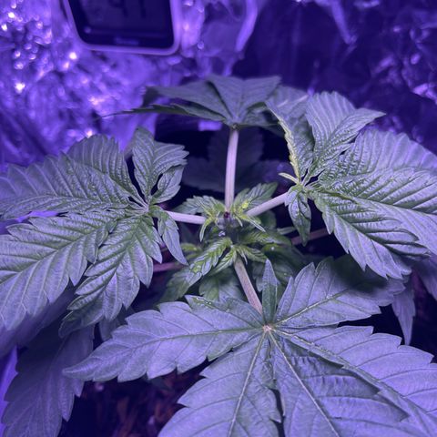 Mary growlog photo: Topped
