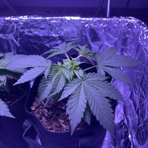 Jane growlog timeline photo