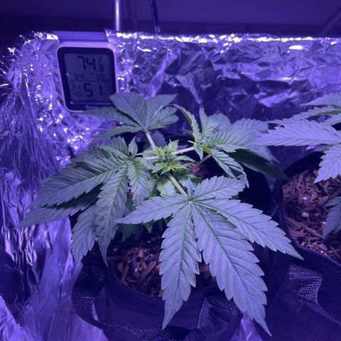 Mary growlog timeline photo