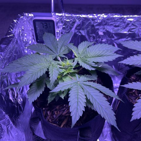 Mary growlog timeline photo