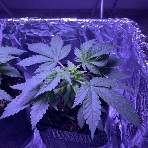 Jane growlog timeline photo