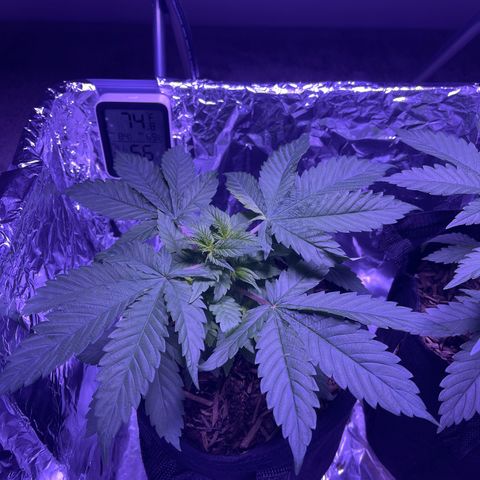 Mary growlog timeline photo
