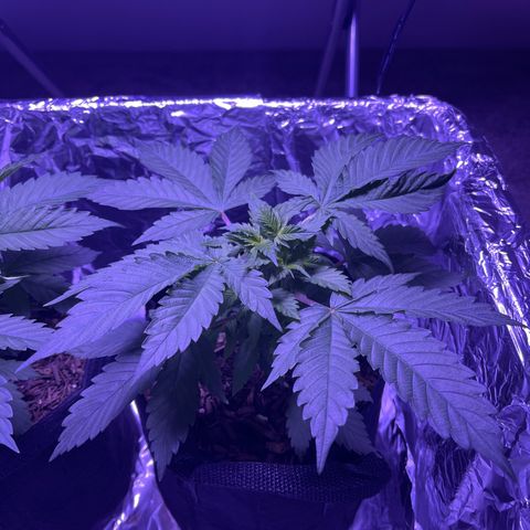 Jane growlog timeline photo