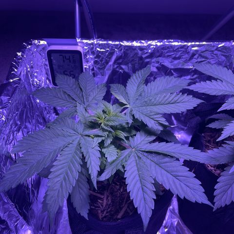 Mary growlog timeline photo