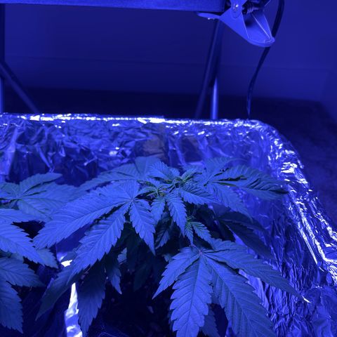 Jane growlog photo: Short and bushy