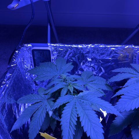 Mary growlog photo: Big leaves, wonder how she will look in flower?