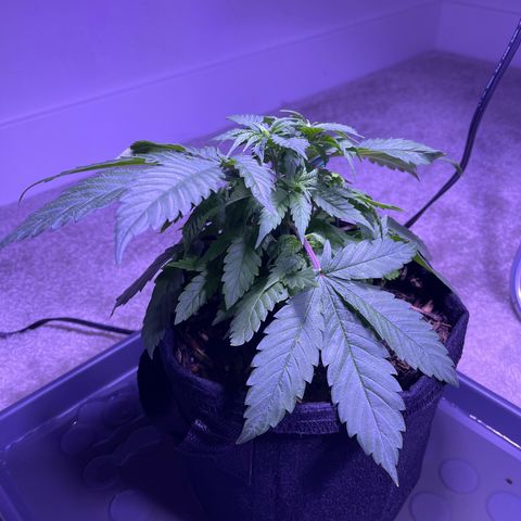 Mary growlog timeline photo
