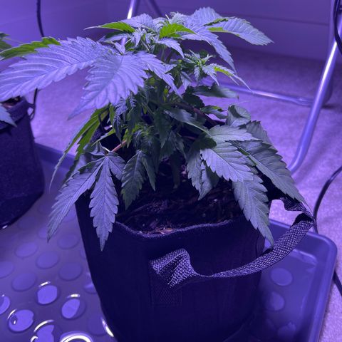 Jane growlog timeline photo