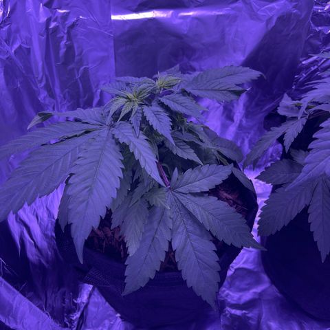 Mary growlog timeline photo