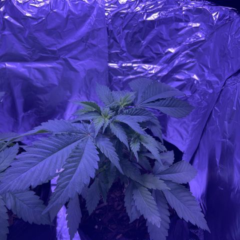 Jane growlog timeline photo