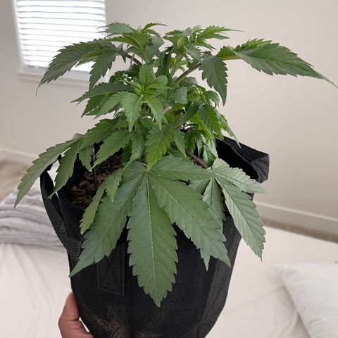 Jane growlog timeline photo