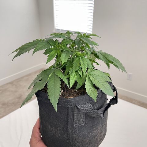 Mary growlog timeline photo