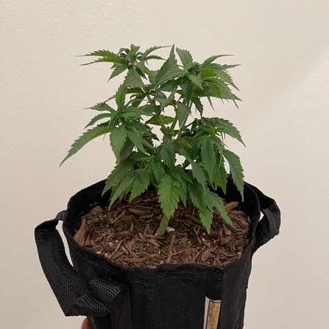 Jane growlog timeline photo