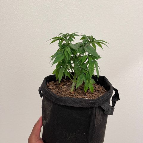 Jane growlog timeline photo