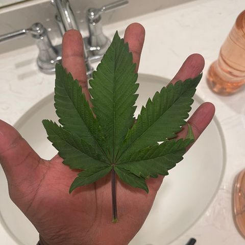 Mary growlog photo: Decent sized leaves 